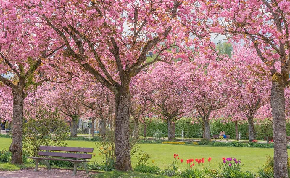 Japan Sakura Lente Bloei (ChiemSeherin, Pixabay)